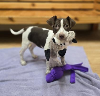 Nessa, ADOPTABLE, Puppy Female Mixed Breed.