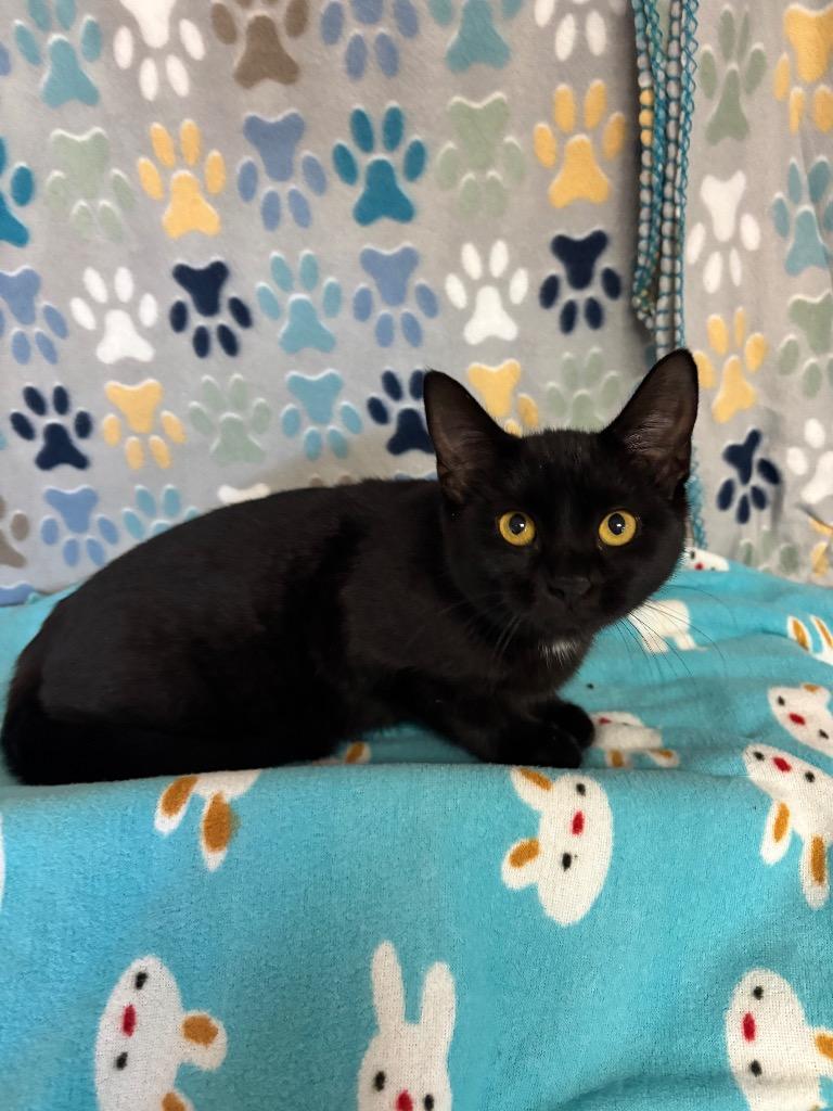 Enlarge Rose, a Adoptable mixed breed in Wabash, IN image 1/1