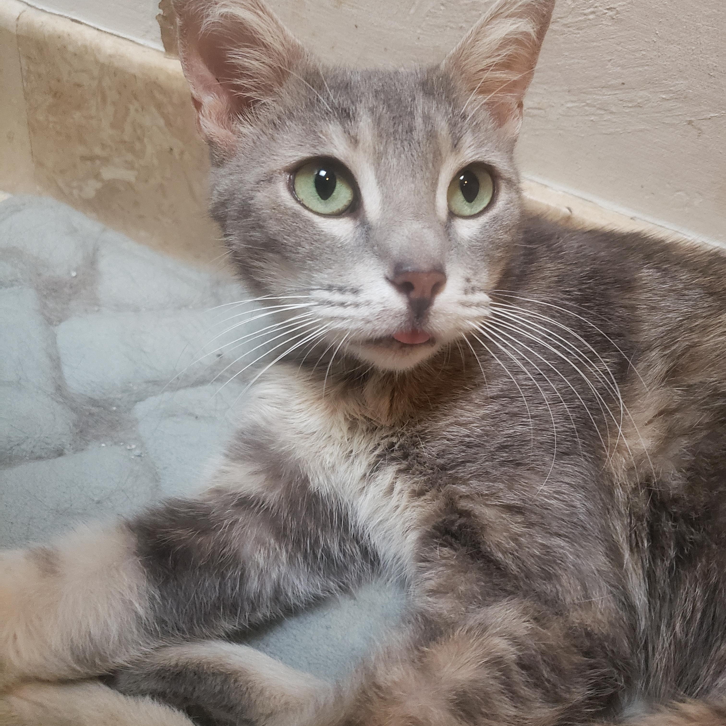 Enlarge Agatha , a ADOPTABLE mixed breed in Houston, TX image 2/4