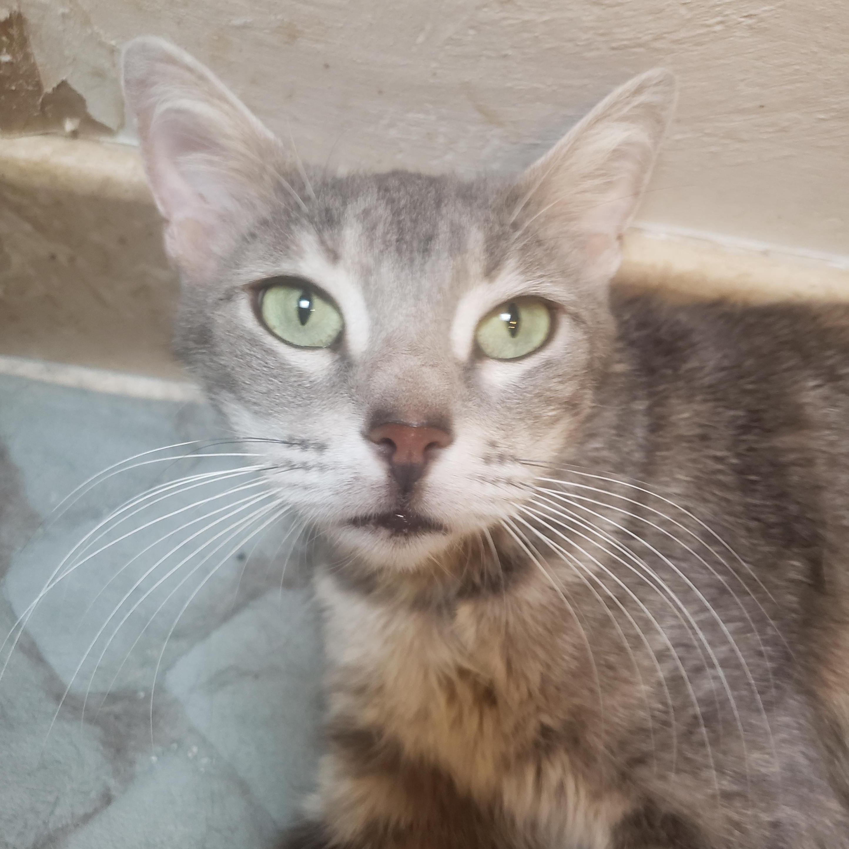 Enlarge Agatha , a ADOPTABLE mixed breed in Houston, TX image 3/4