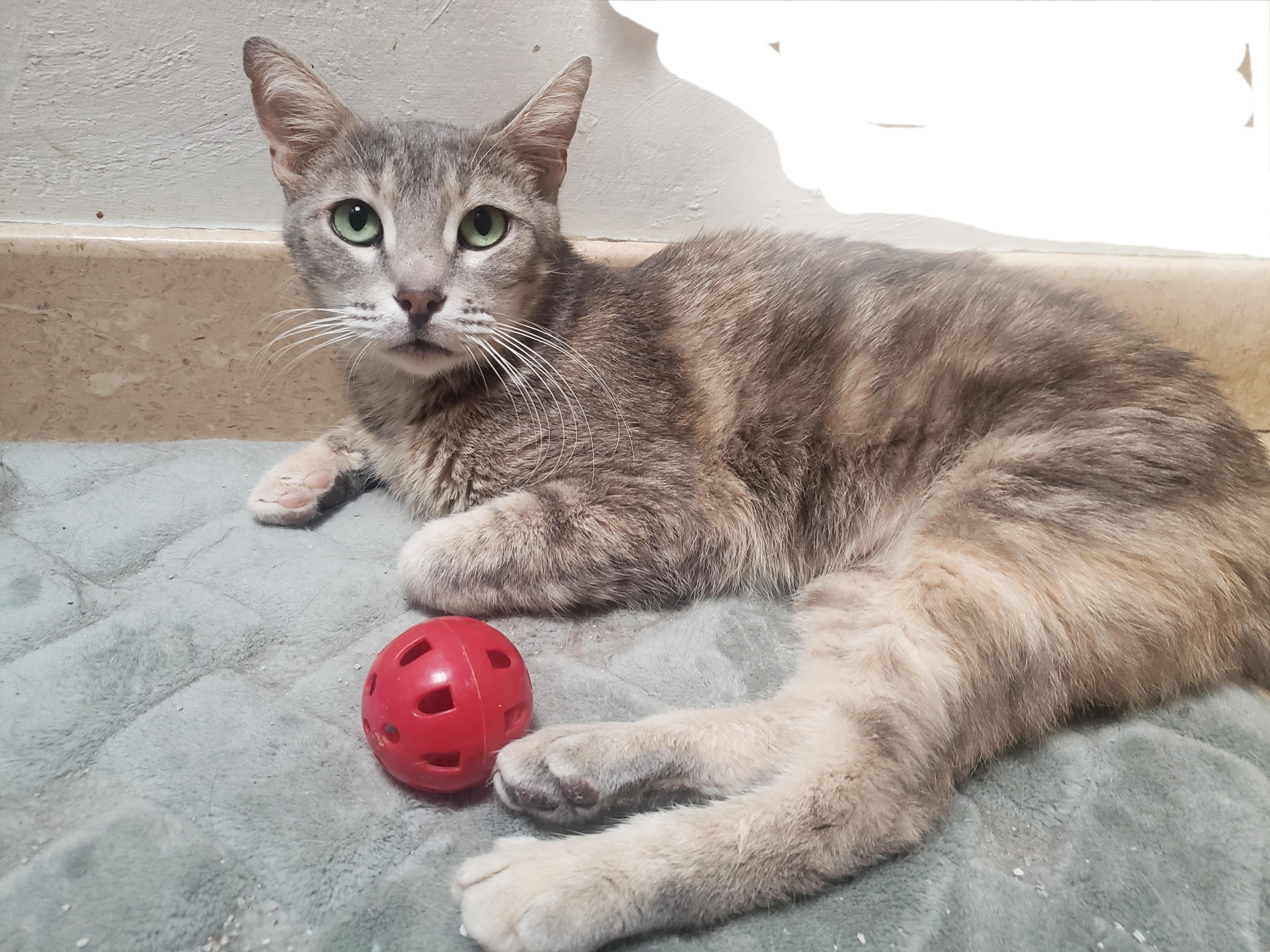 Enlarge Agatha , a ADOPTABLE mixed breed in Houston, TX image 1/4