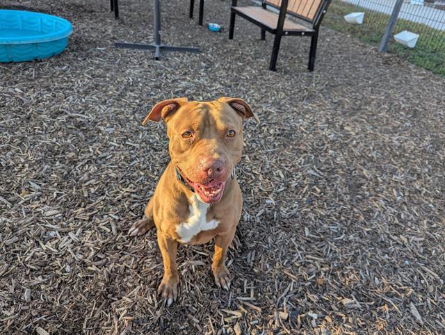 Enlarge ARCHIBALD, a Adoptable Pit Bull Terrier in Tustin, CA image 1/1