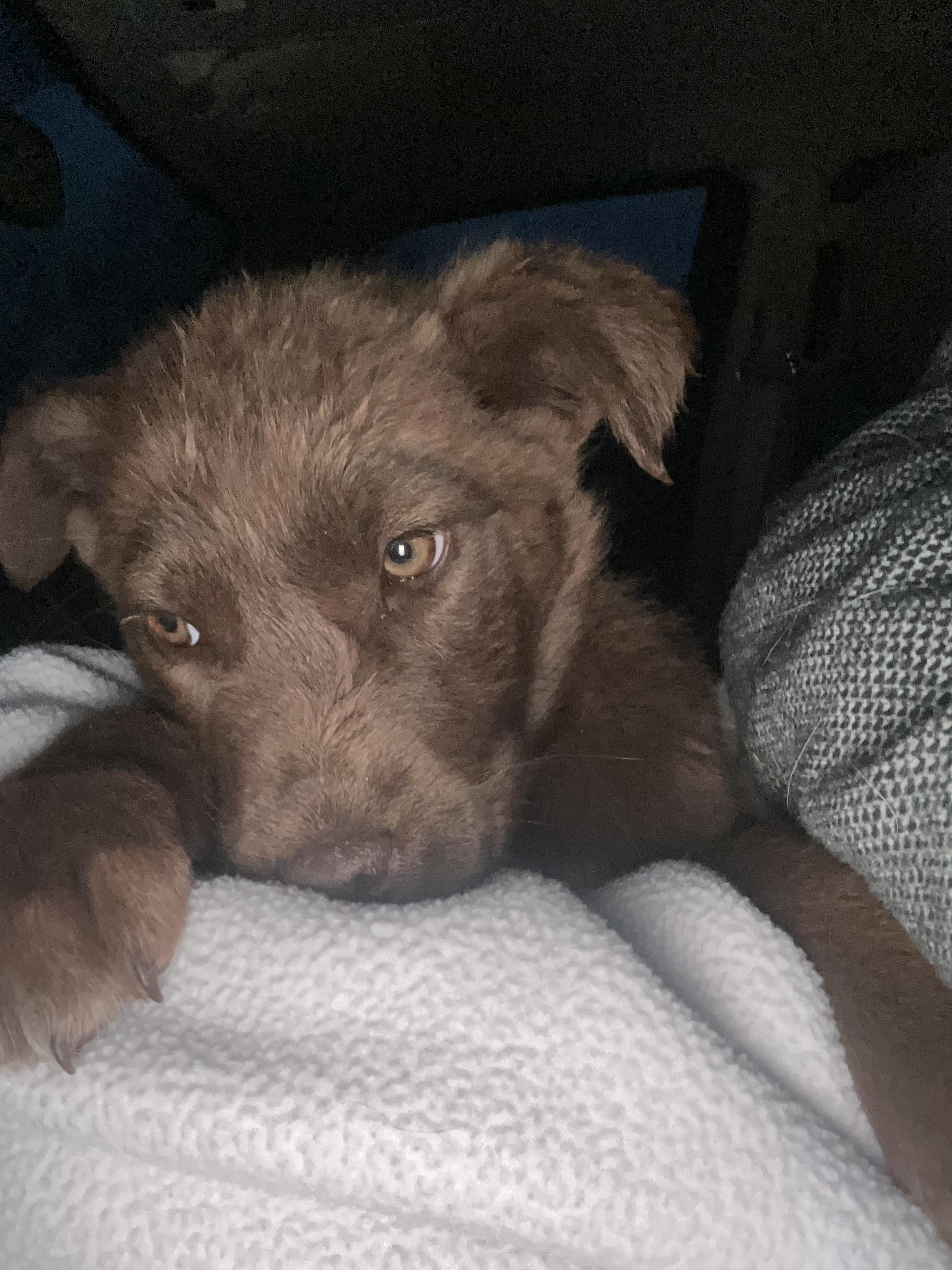 CoffeeSisters-Java, Adoptable, Puppy Female Australian Cattle Dog / Blue Heeler & Border Collie.