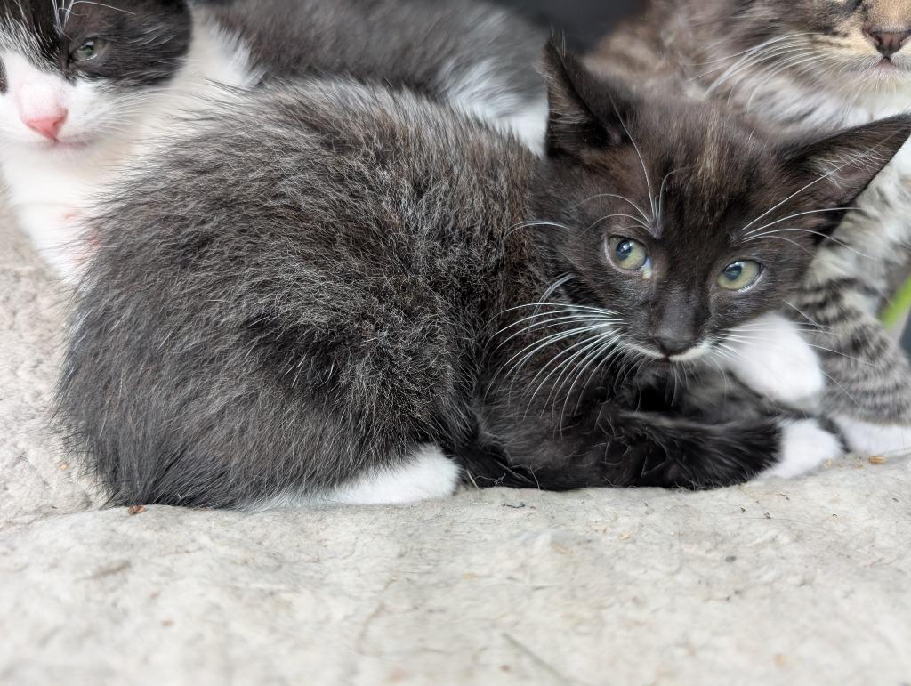 Enlarge Forest, a Adoptable mixed breed in San Pedro, CA image 1/2