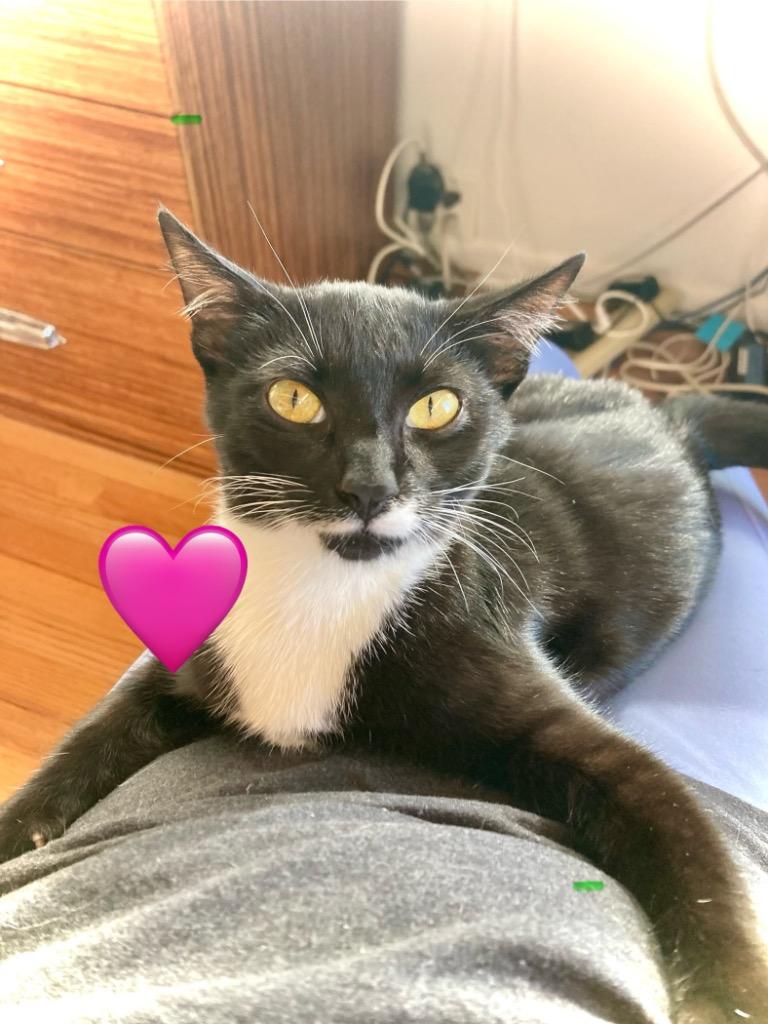 Enlarge Forest, a Adoptable mixed breed in San Pedro, CA image 2/2