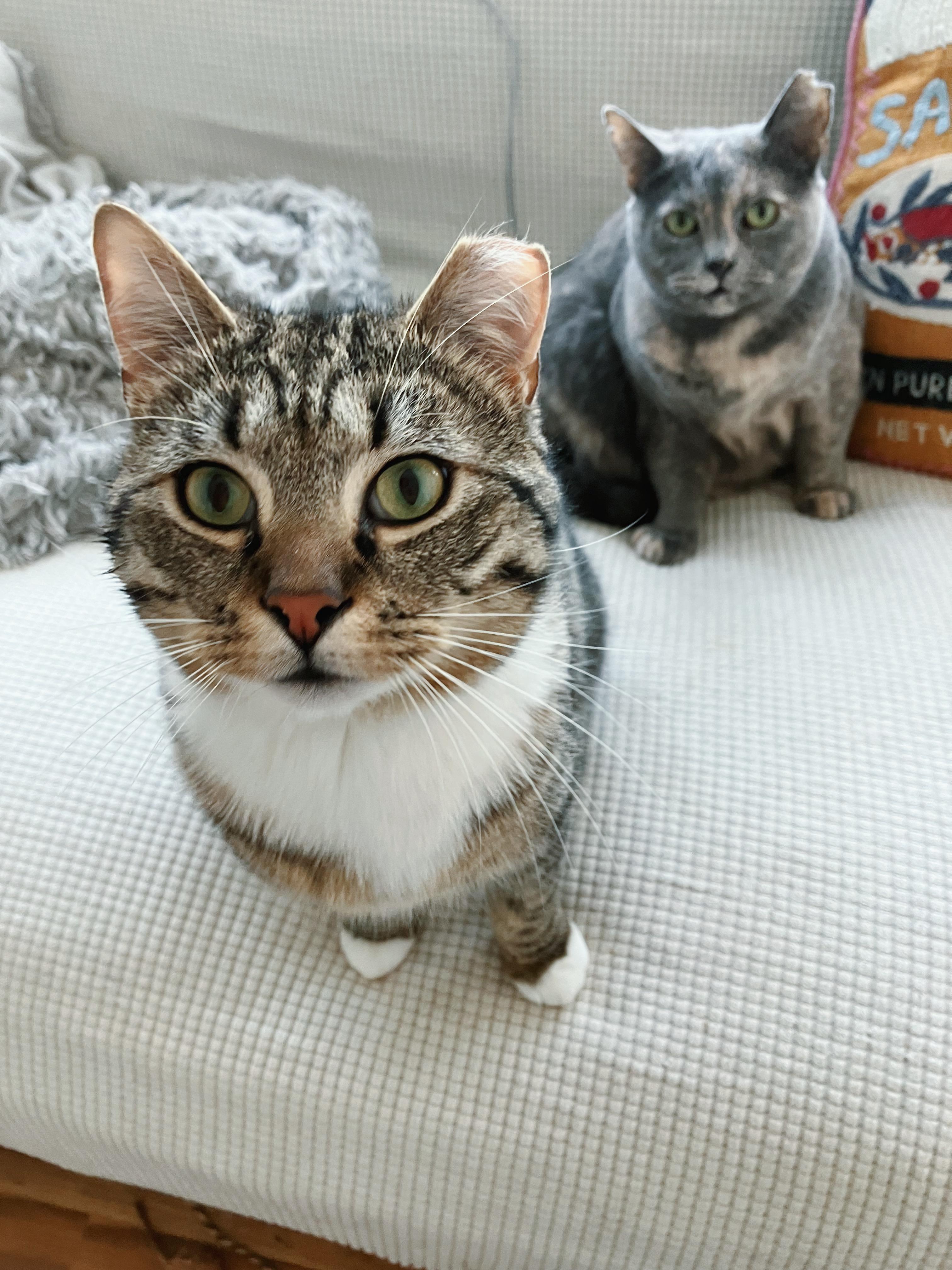 Enlarge Wilbur, a ADOPTABLE Domestic Short Hair in Alexandria, VA image 3/6