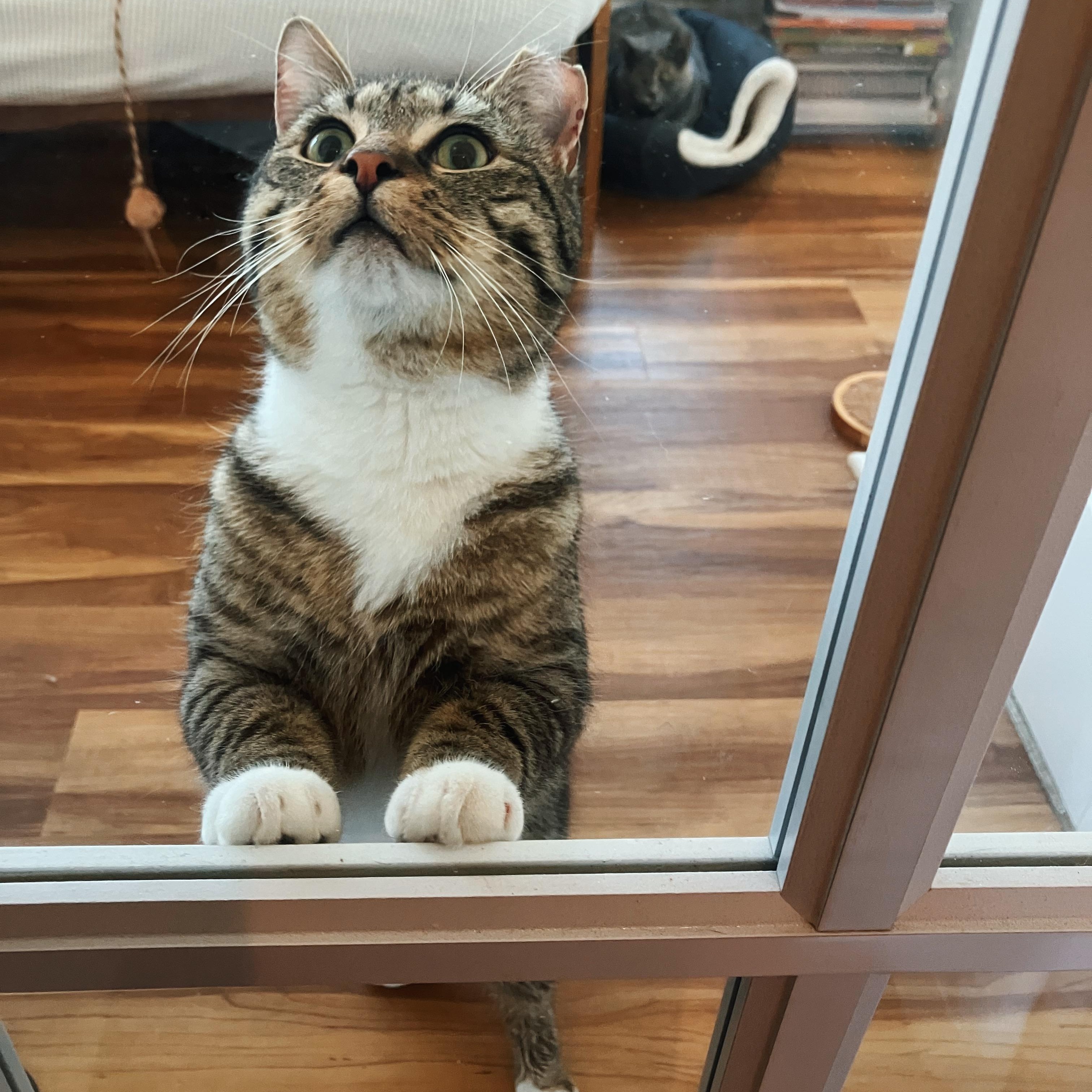 Enlarge Wilbur, a ADOPTABLE Domestic Short Hair in Alexandria, VA image 4/6