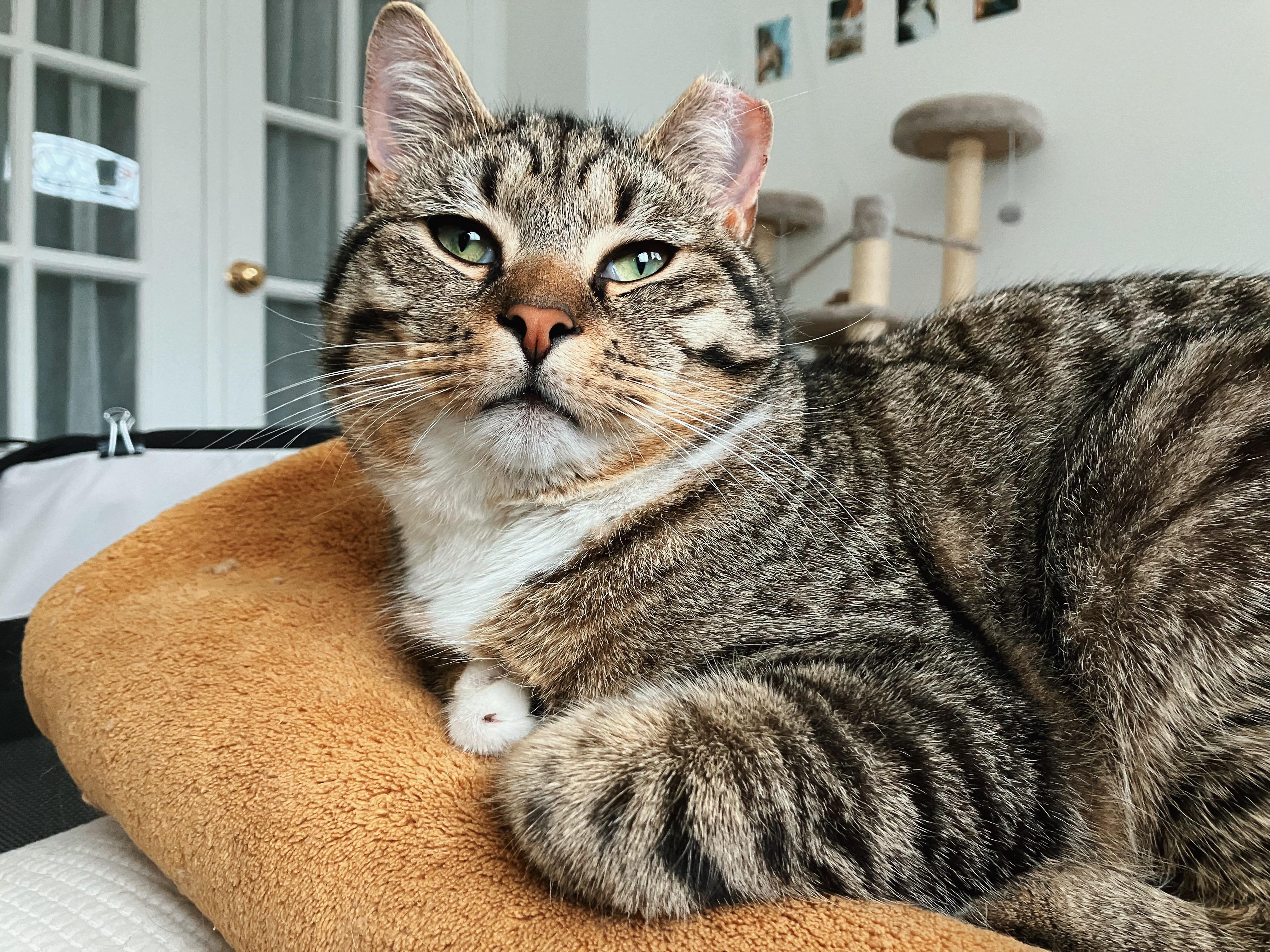 Enlarge Wilbur, a ADOPTABLE Domestic Short Hair in Alexandria, VA image 2/6