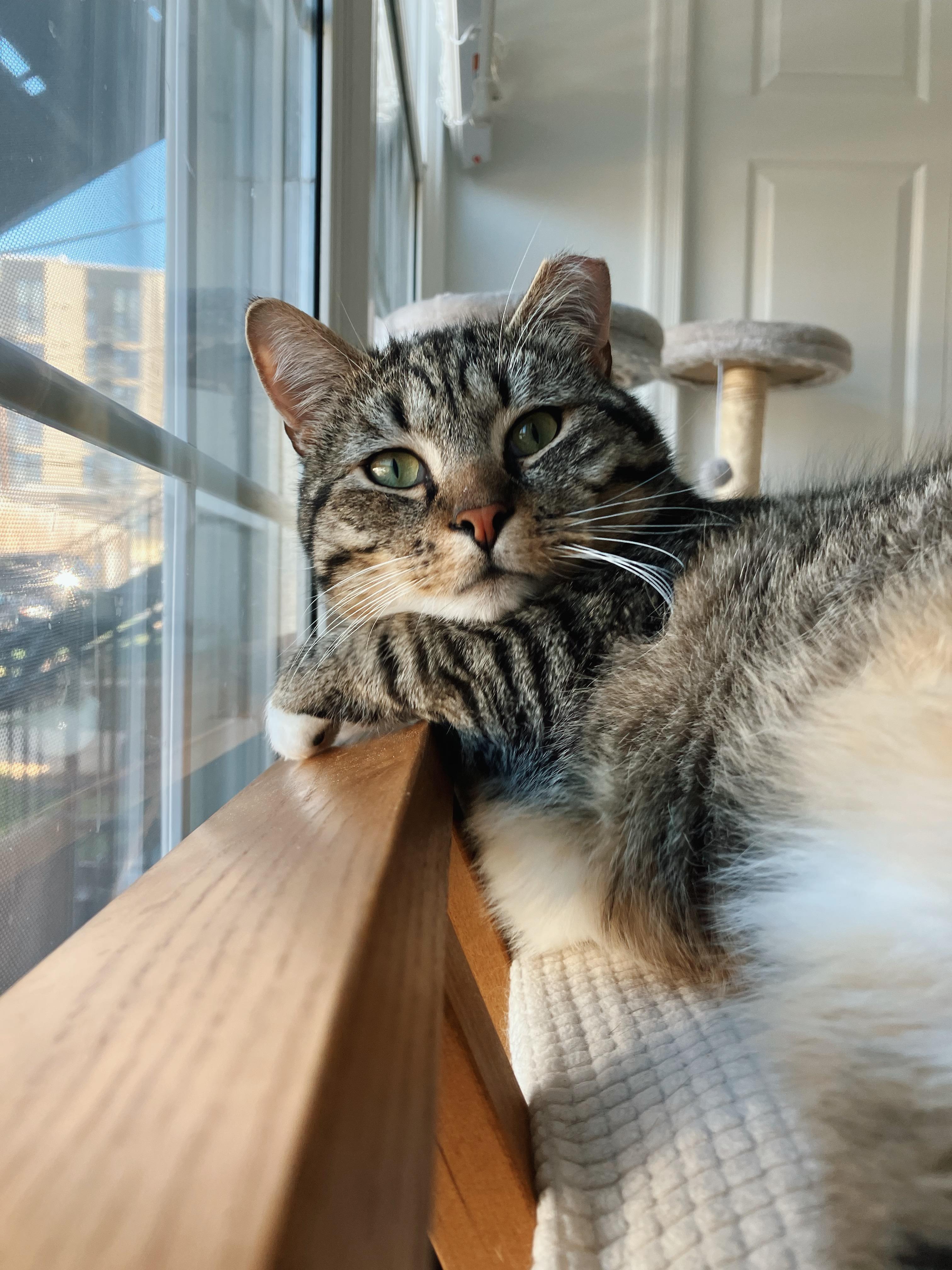 Enlarge Wilbur, a ADOPTABLE Domestic Short Hair in Alexandria, VA image 6/6