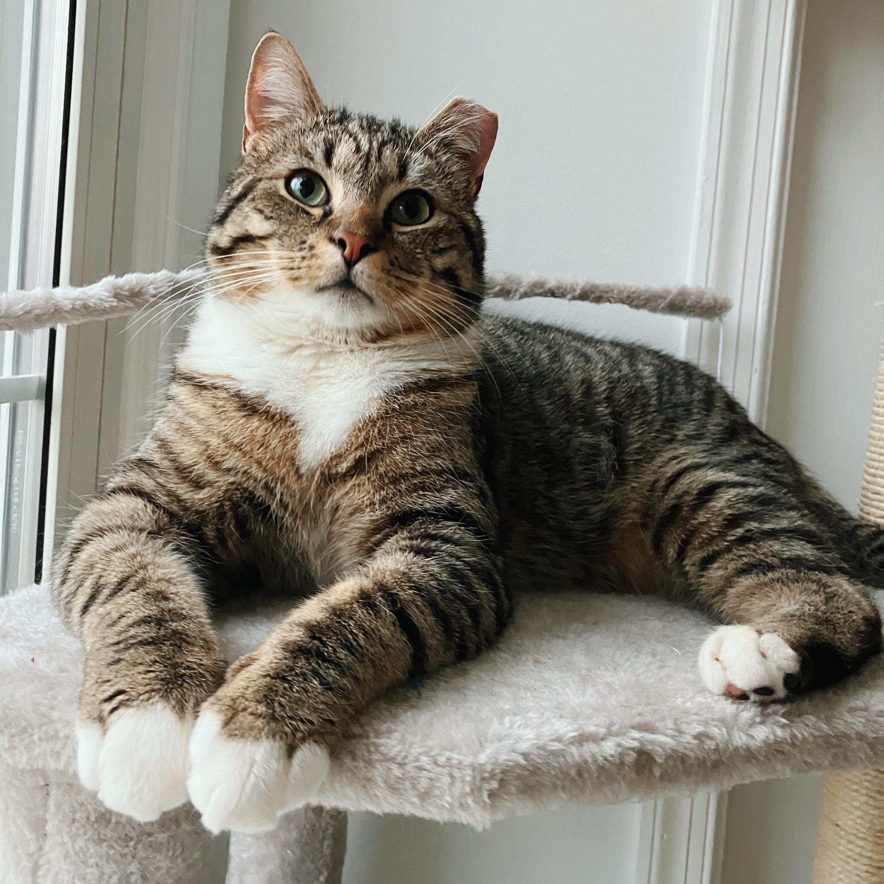 Wilbur, ADOPTABLE, Young Male Domestic Short Hair.