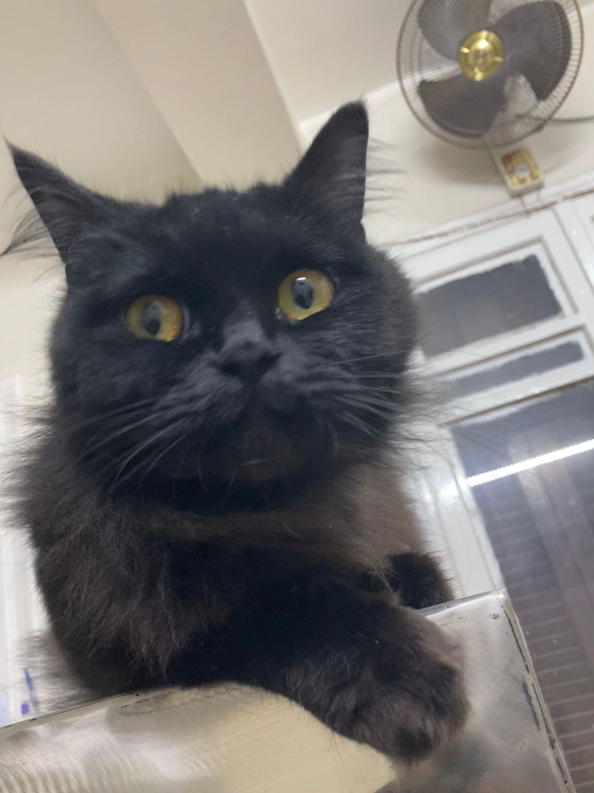 Enlarge Sienna , a ADOPTABLE mixed breed in North York, ON image 4/6