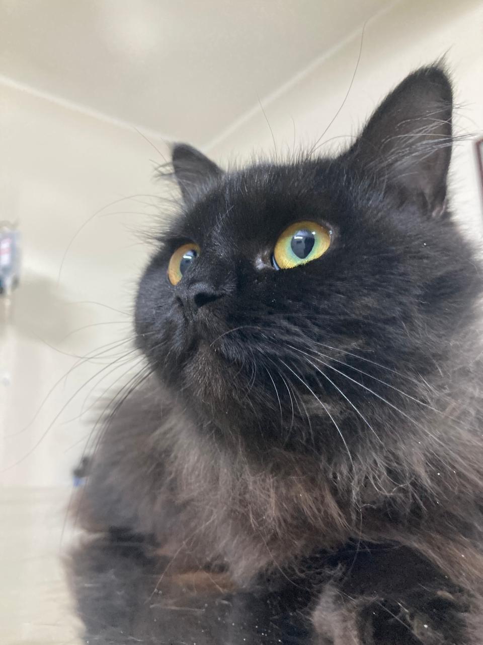 Sienna , ADOPTABLE, Young Female Persian.