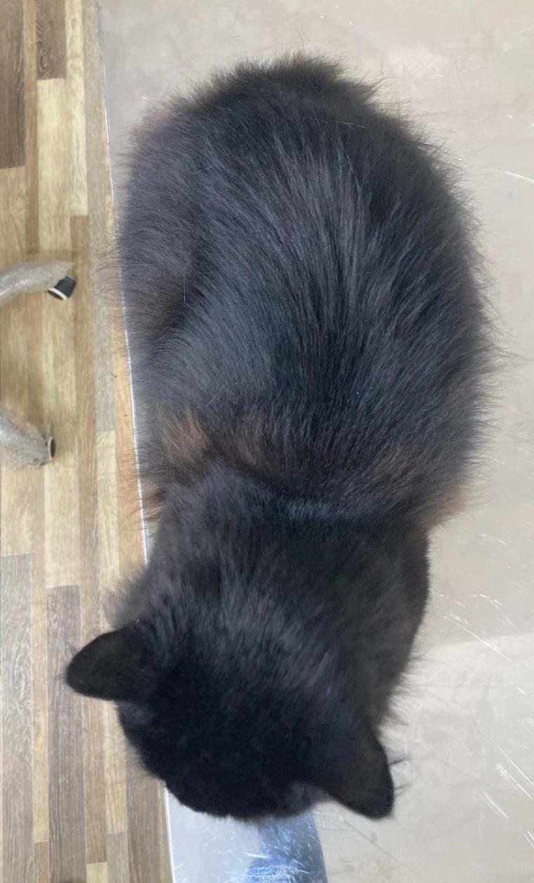 Enlarge Sienna , a ADOPTABLE mixed breed in North York, ON image 5/6