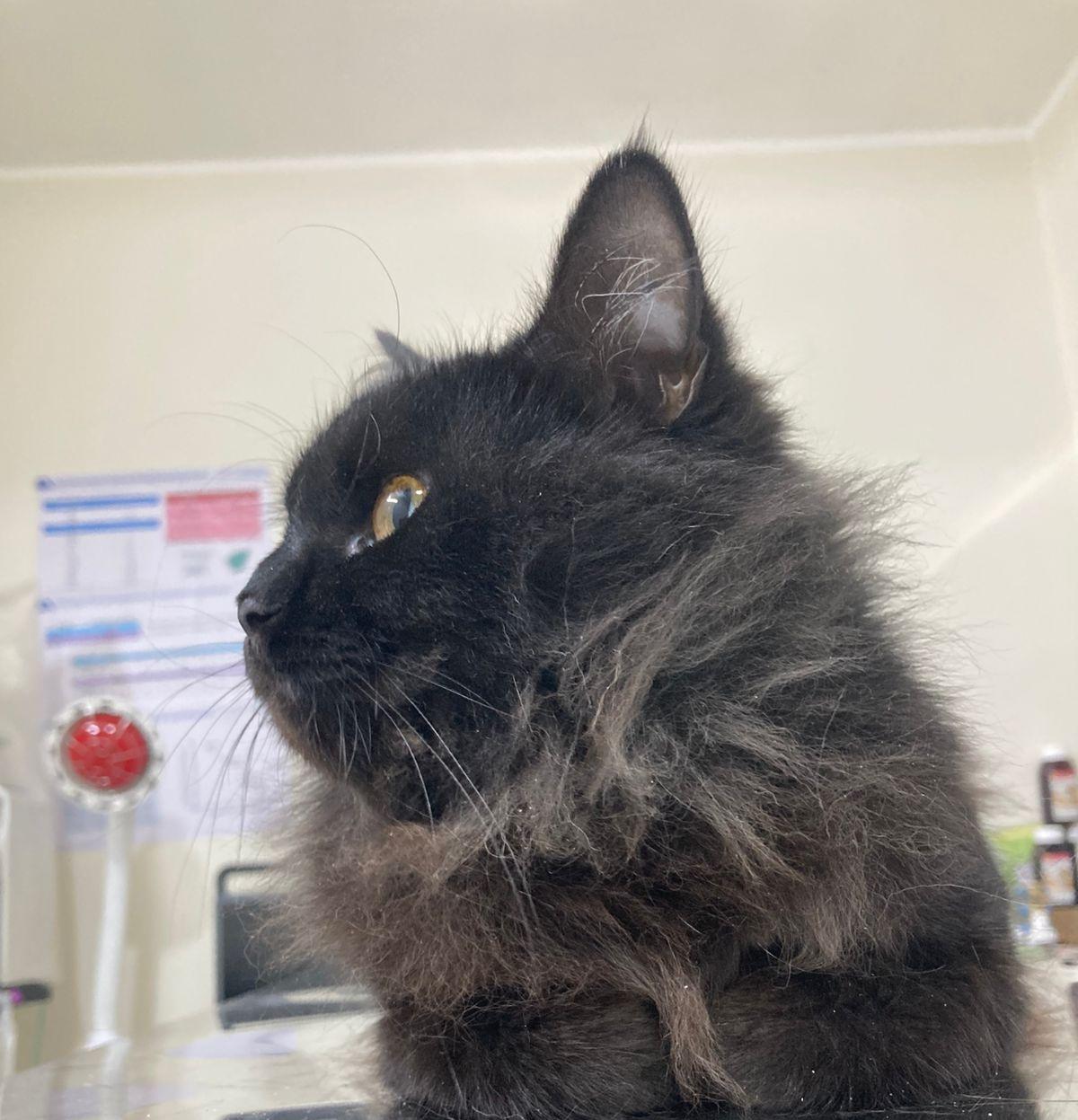 Enlarge Sienna , a ADOPTABLE mixed breed in North York, ON image 3/6