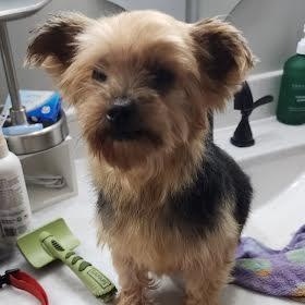 Holly, adopted, Adult Female Yorkshire Terrier.