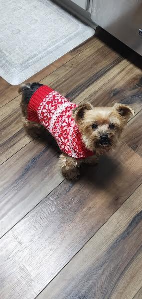 Enlarge Holly, an adopted Yorkshire Terrier in Hopkinsville, KY image 2/3