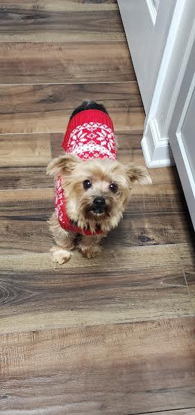 Enlarge Holly, an adopted Yorkshire Terrier in Hopkinsville, KY image 3/3