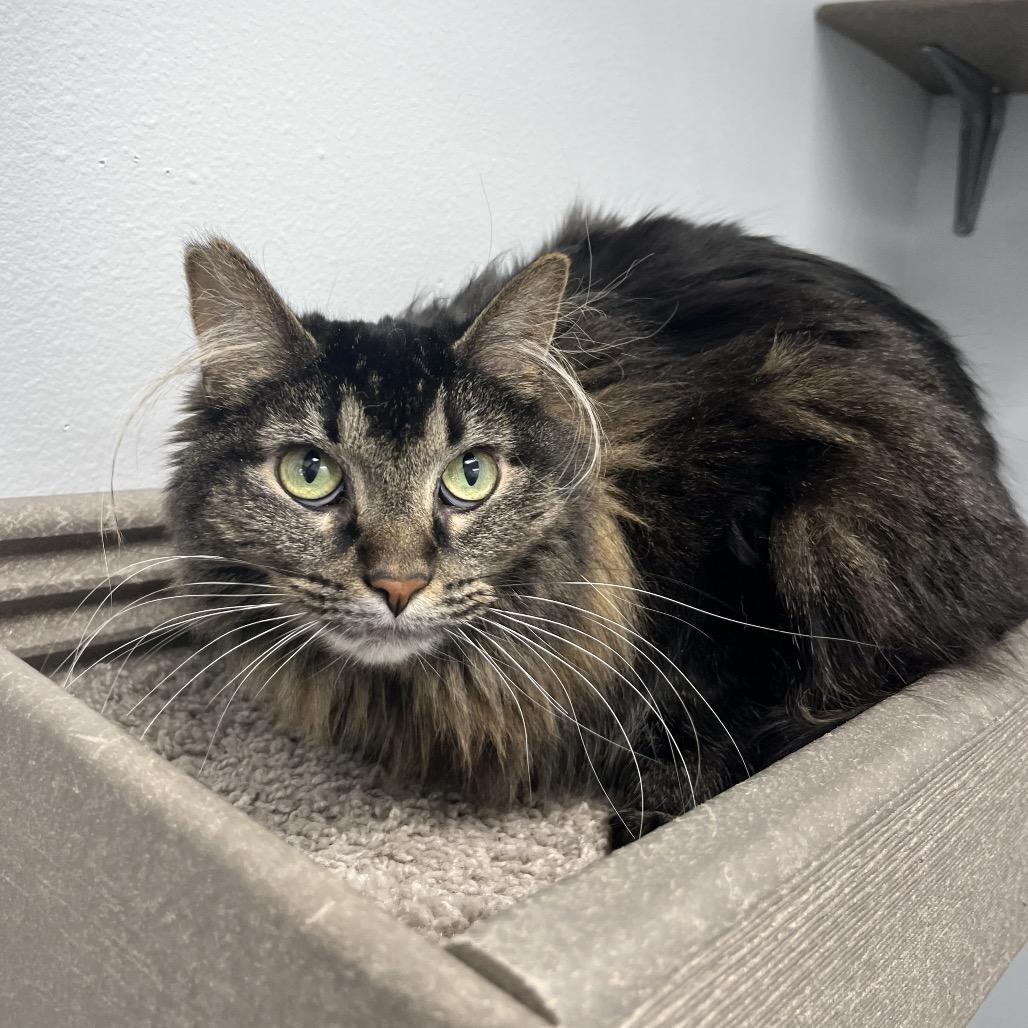 Ethel , a ADOPTABLE Domestic Long Hair in Crookston, MN image 5/5