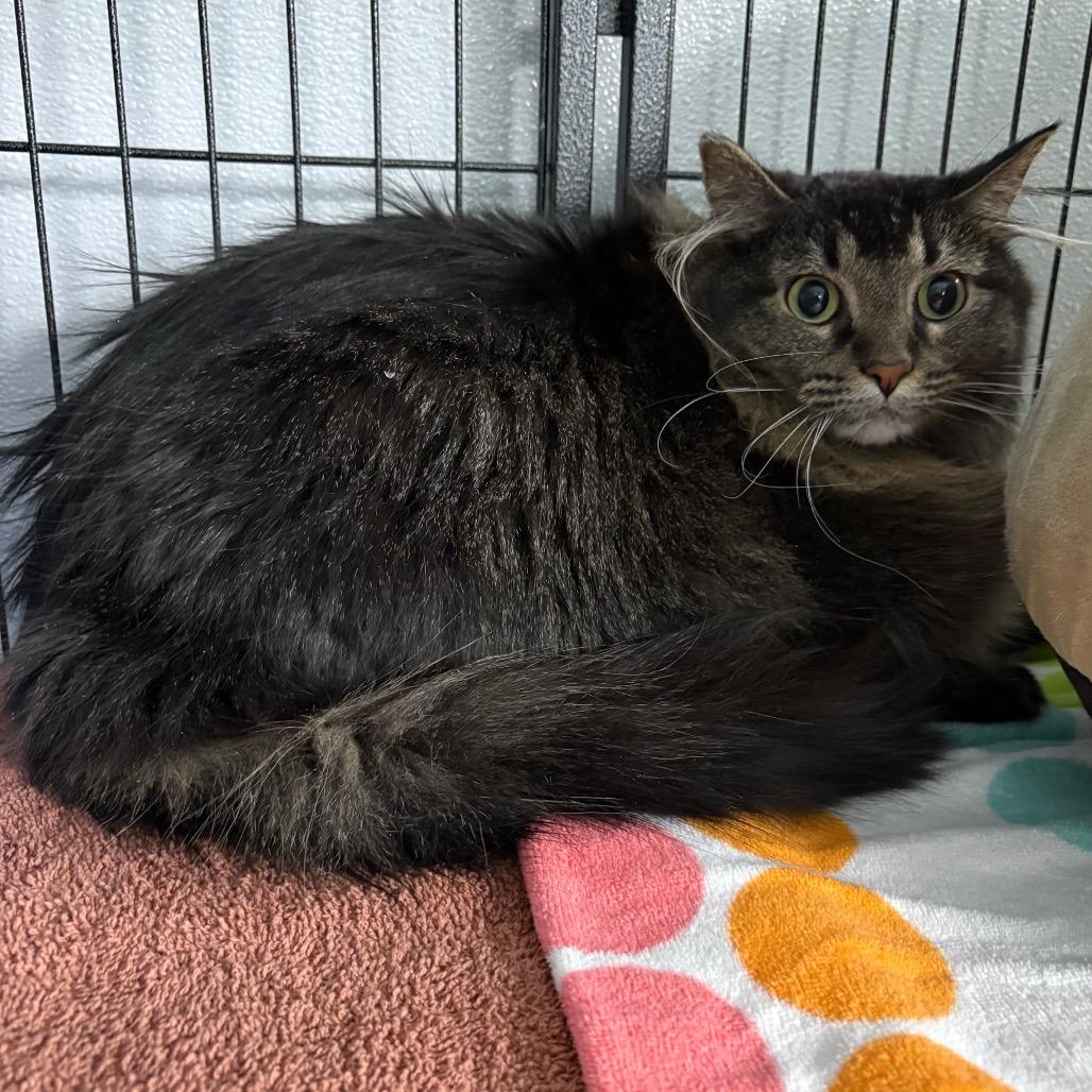 Ethel , a ADOPTABLE Domestic Long Hair in Crookston, MN image 3/5