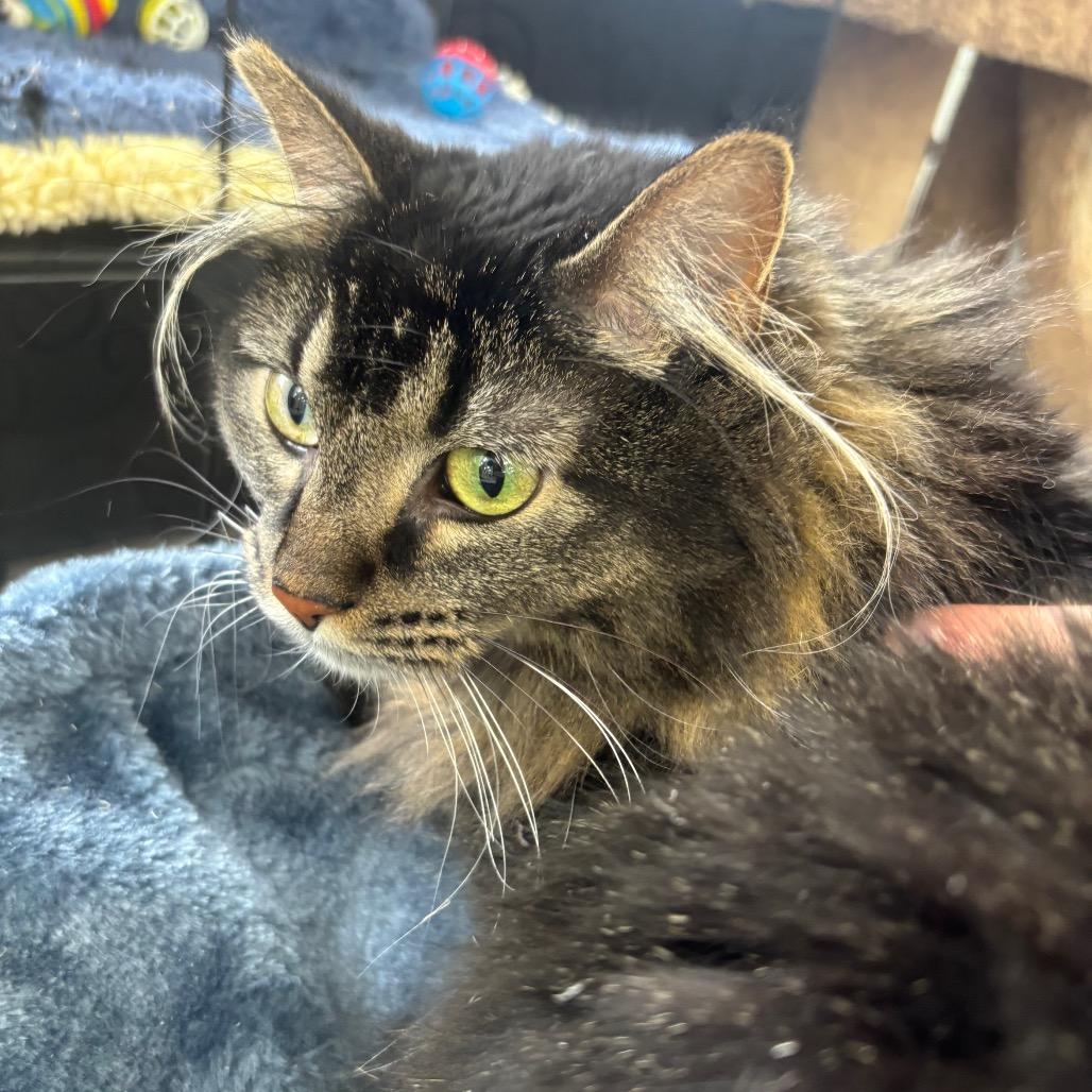 Ethel , ADOPTABLE, Adult Female Domestic Long Hair.