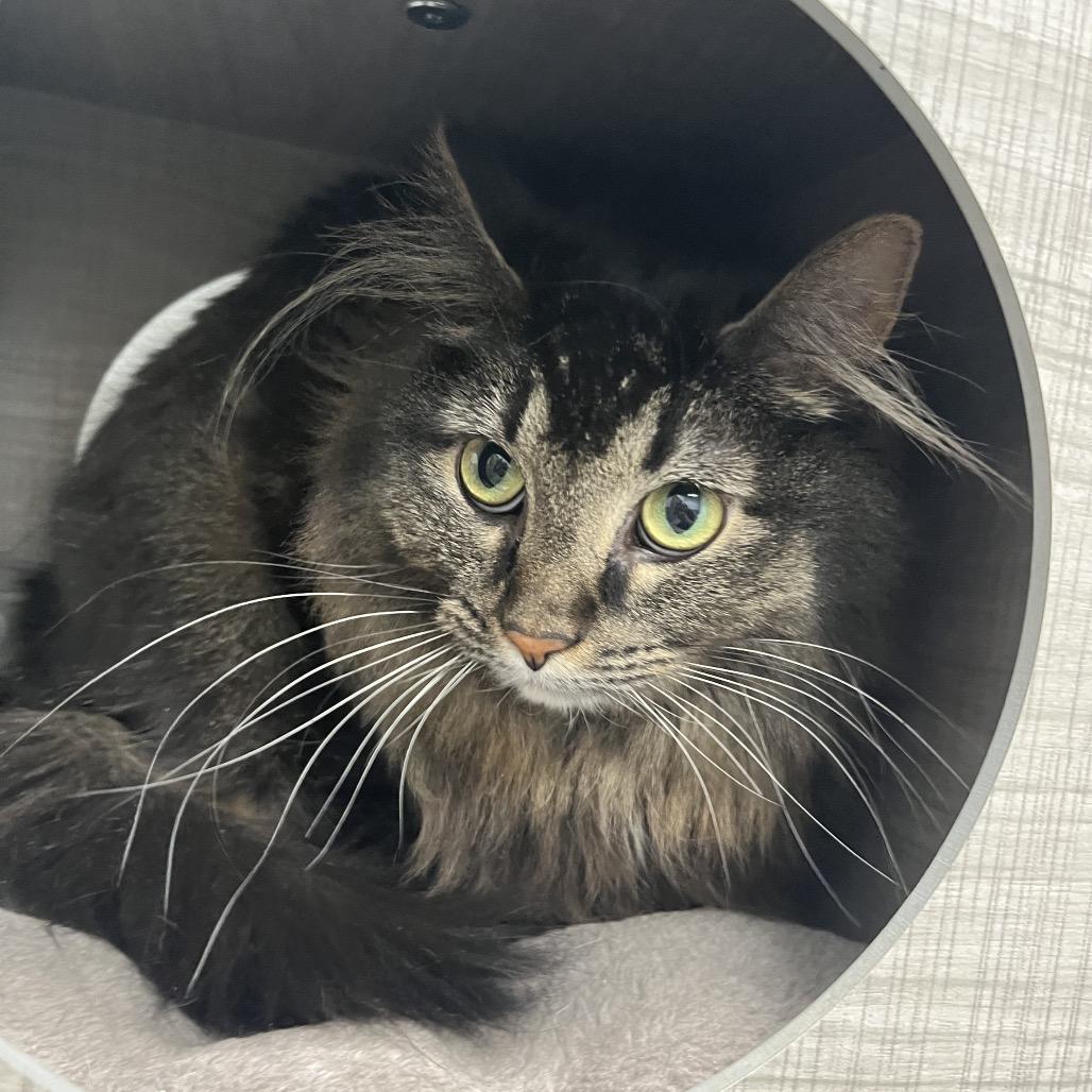 Ethel , a ADOPTABLE Domestic Long Hair in Crookston, MN image 2/5