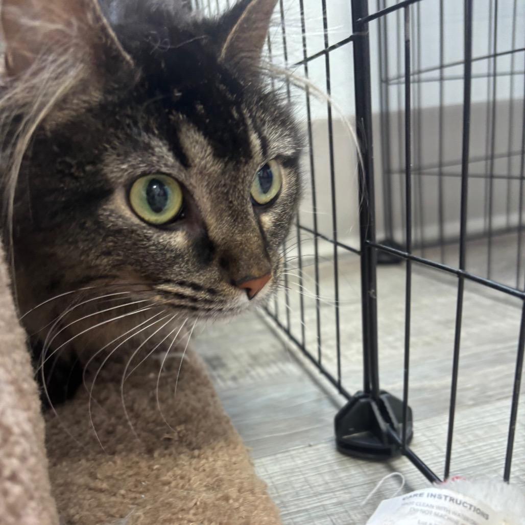 Ethel , a ADOPTABLE Domestic Long Hair in Crookston, MN image 4/5