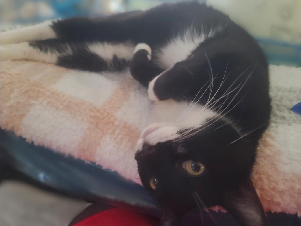 Nina, Adoptable, Adult Female Domestic Short Hair.