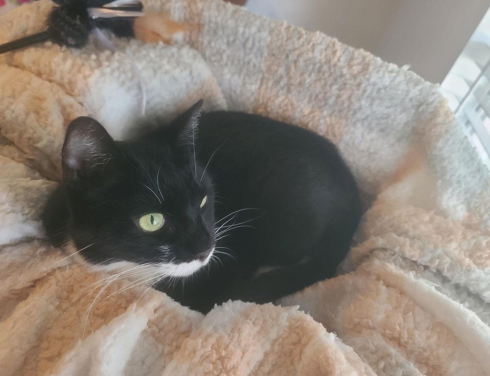 Nina, a Adoptable Domestic Short Hair in Orlando, FL image 2/3