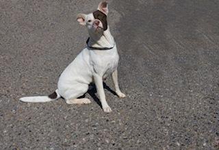 Penelope, Adoptable, Adult Female Pit Bull Terrier.