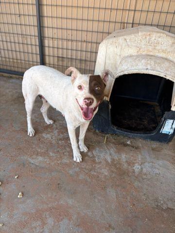 Enlarge Penelope, a Adoptable Pit Bull Terrier in Page, AZ image 2/3