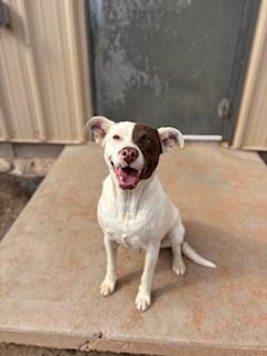 Enlarge Penelope, a Adoptable Pit Bull Terrier in Page, AZ image 3/3