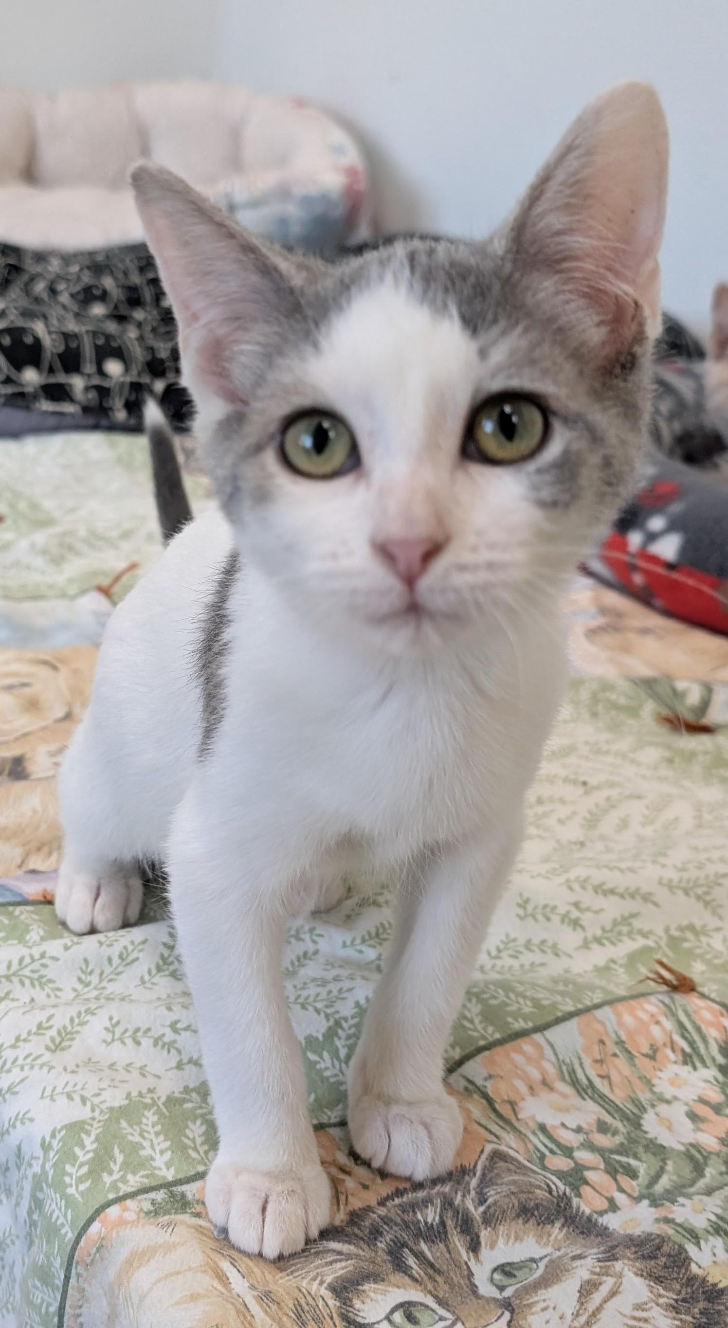 Enlarge Gracie, a Adoptable Domestic Short Hair in New Ulm, MN image 2/3