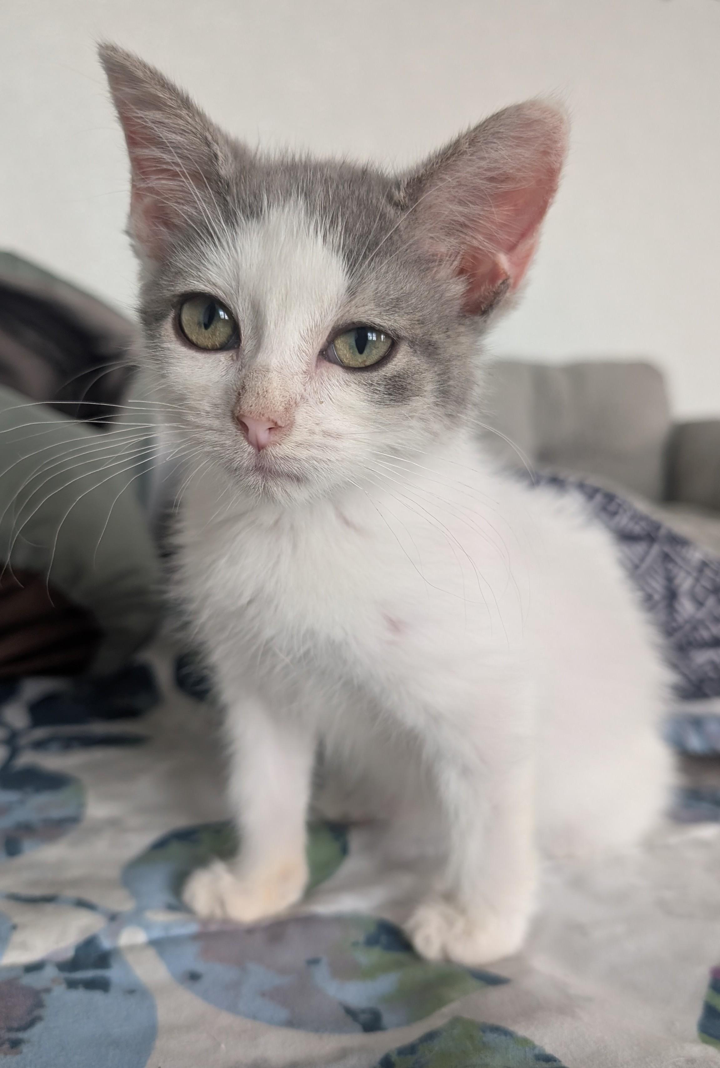Gracie, adoptable, Young Female Domestic Short Hair.