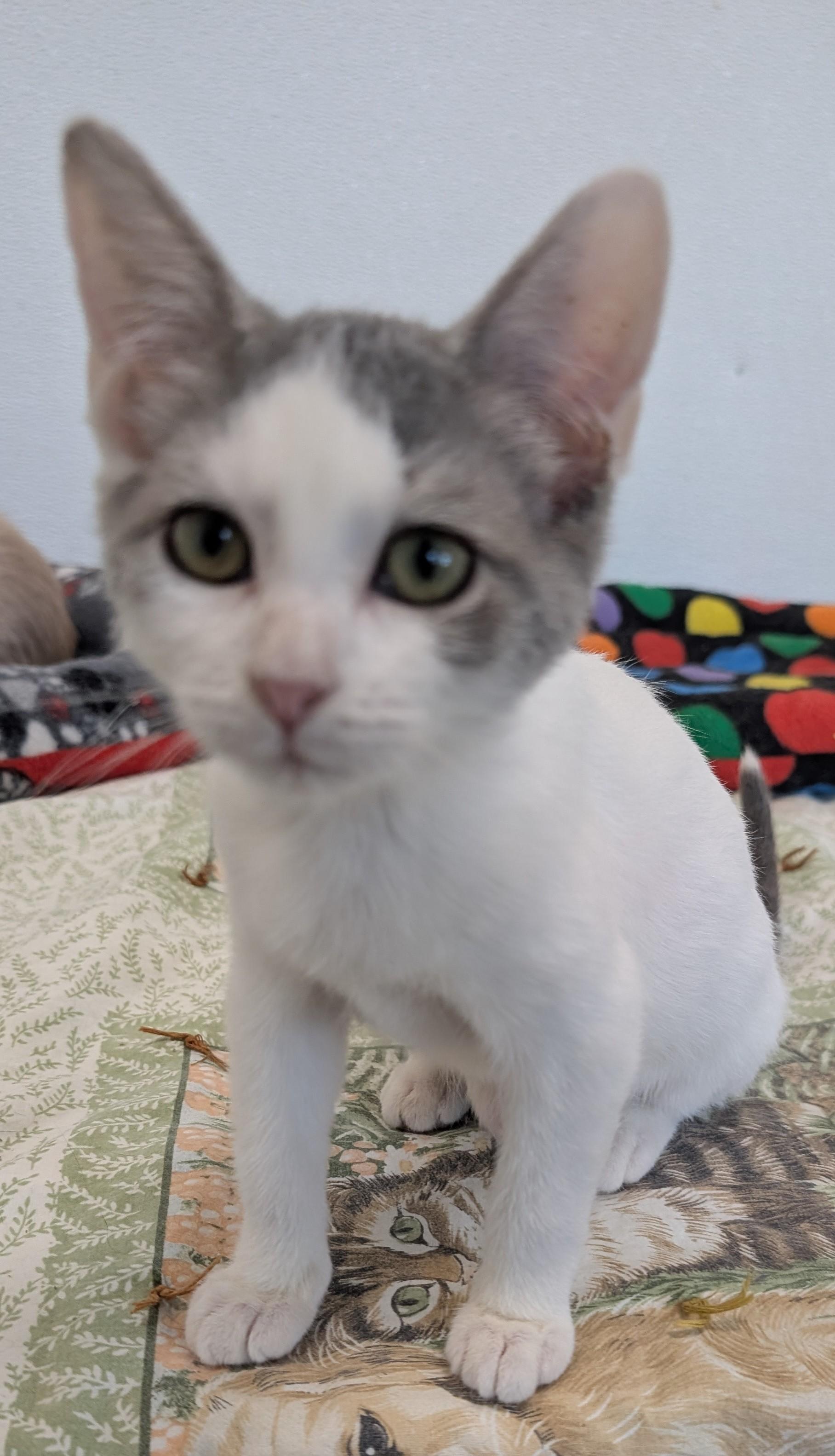 Enlarge Gracie, a Adoptable Domestic Short Hair in New Ulm, MN image 1/3