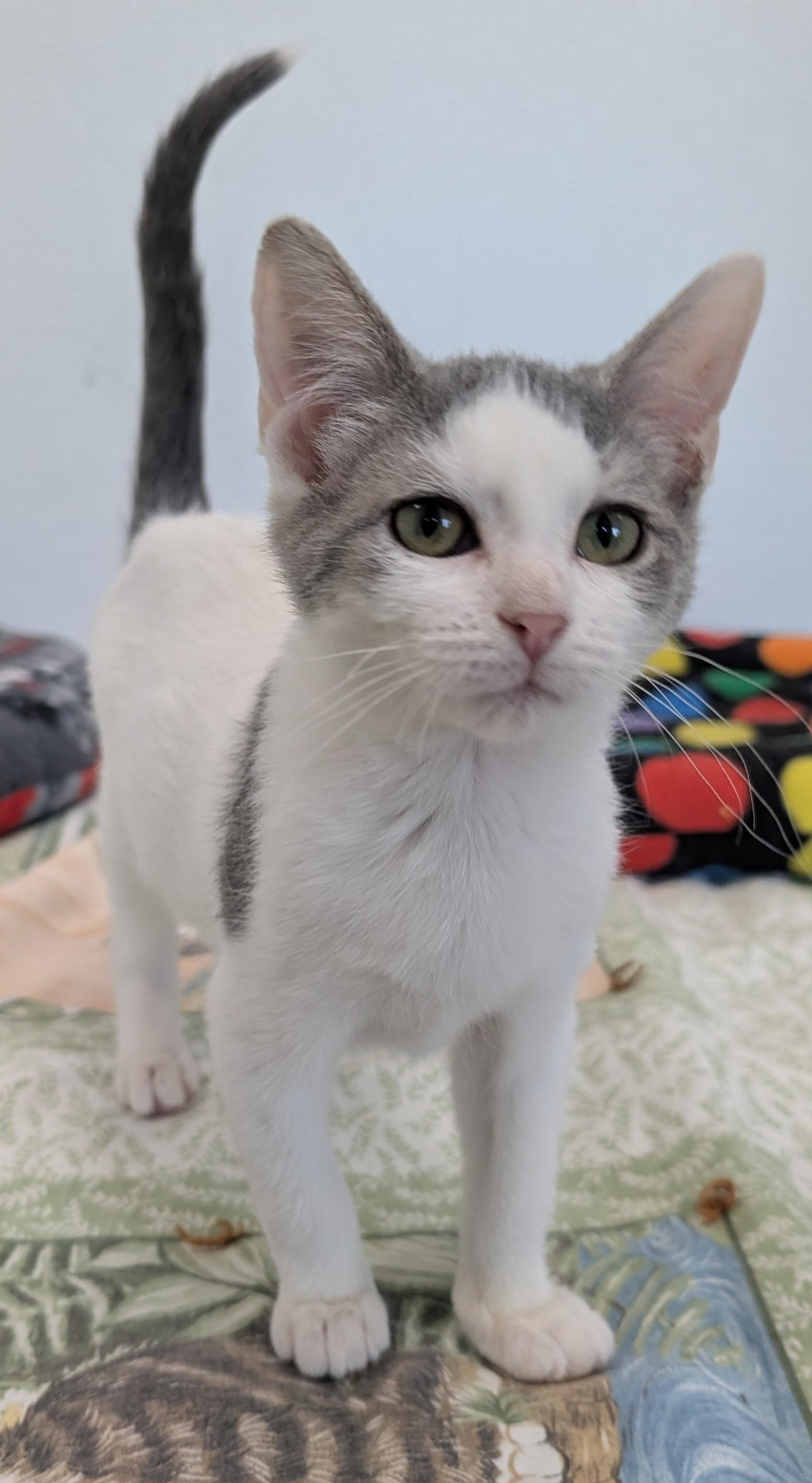 Enlarge Gracie, a Adoptable Domestic Short Hair in New Ulm, MN image 3/3
