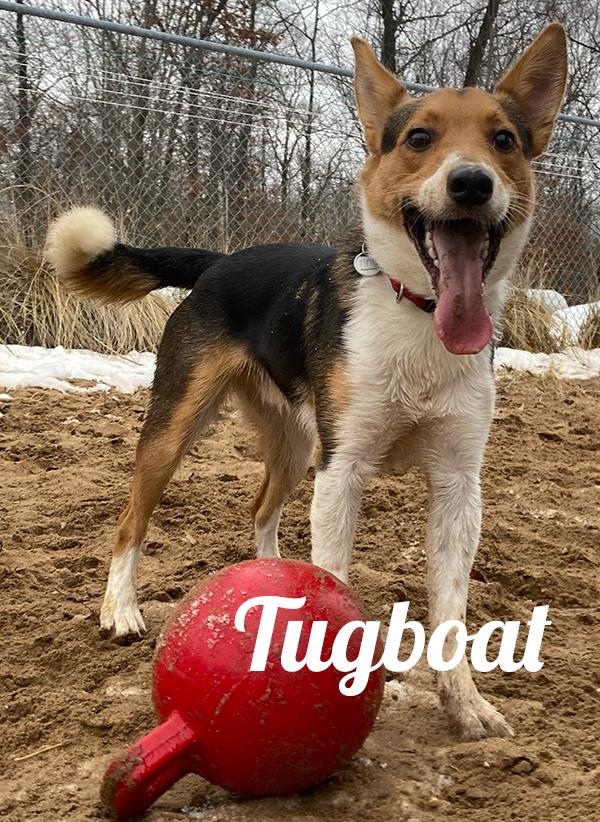 Tugboat, ADOPTABLE, Young Male Australian Cattle Dog / Blue Heeler & Australian Shepherd.