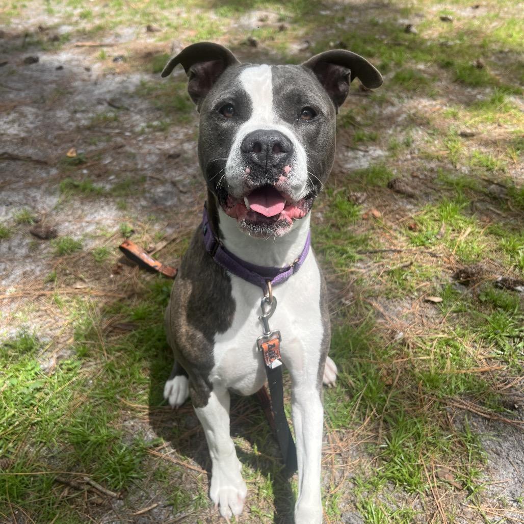 Enlarge Deuce, a Adoptable Mixed Breed in Naples, FL image 1/3