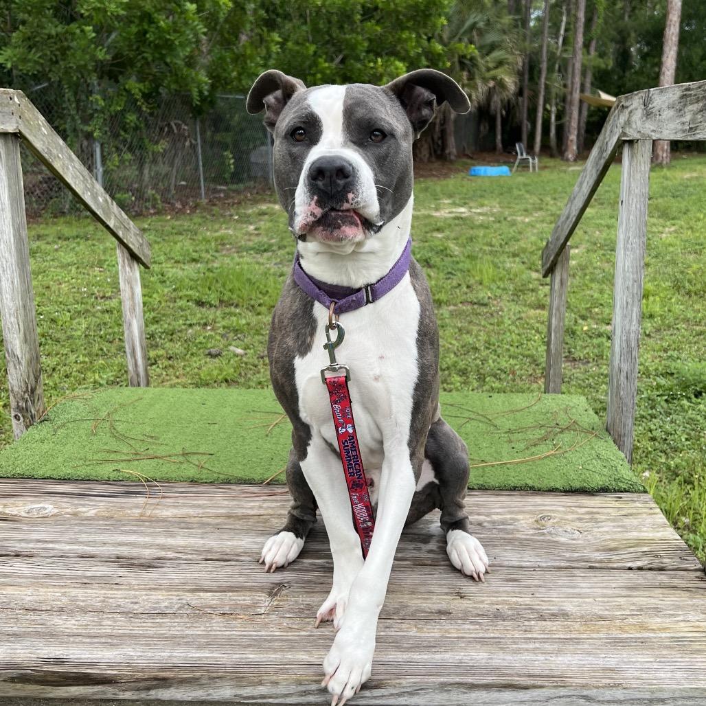 Enlarge Deuce, a Adoptable Mixed Breed in Naples, FL image 2/3