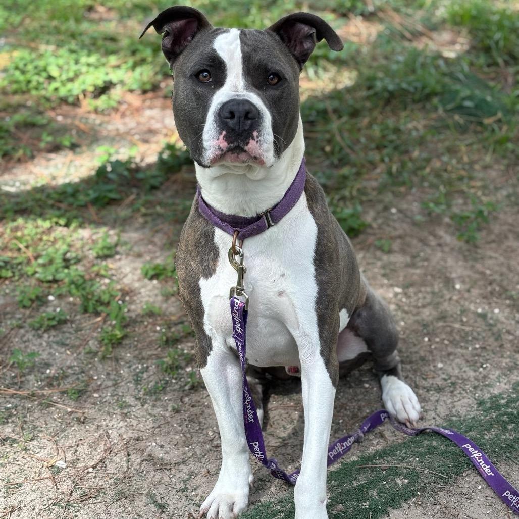 Enlarge Deuce, a Adoptable Mixed Breed in Naples, FL image 3/3