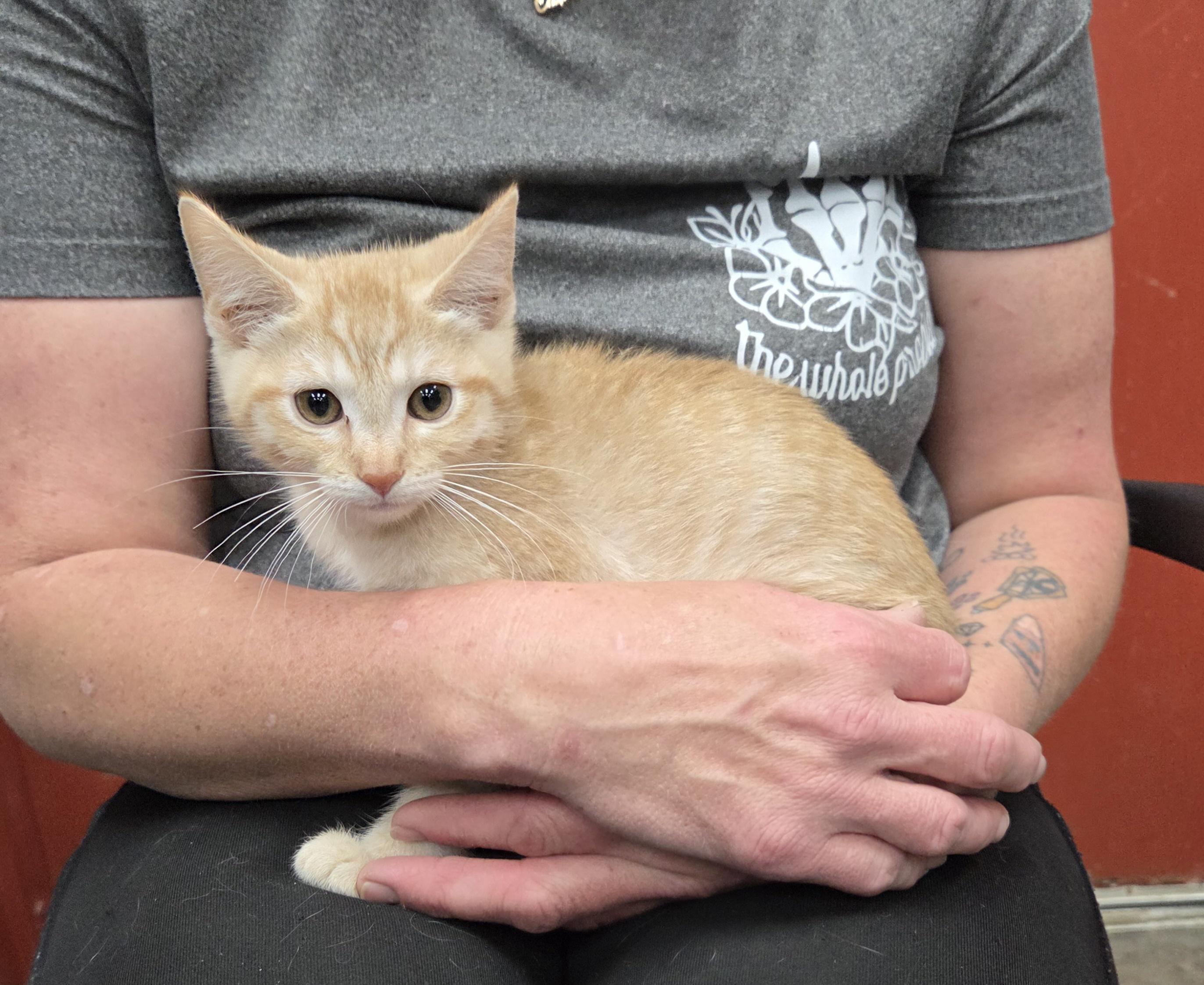 Mirinda, ADOPTABLE, Kitten Female Domestic Short Hair.