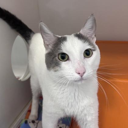 Junior, Adoptable, Young Male Domestic Short Hair & Domestic Short Hair.