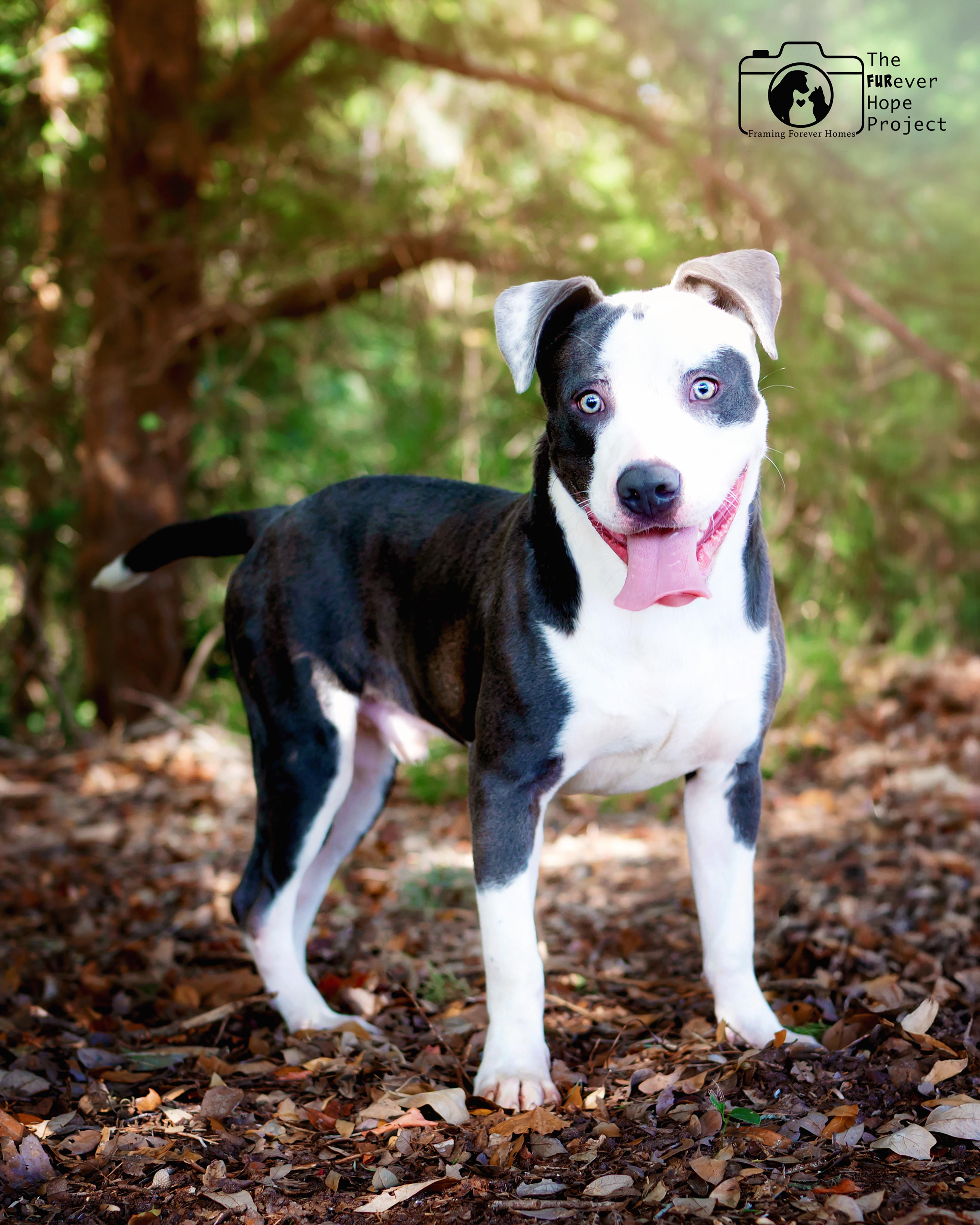 Enlarge Blu, a ADOPTABLE mixed breed in Saint Augustine, FL image 1/1