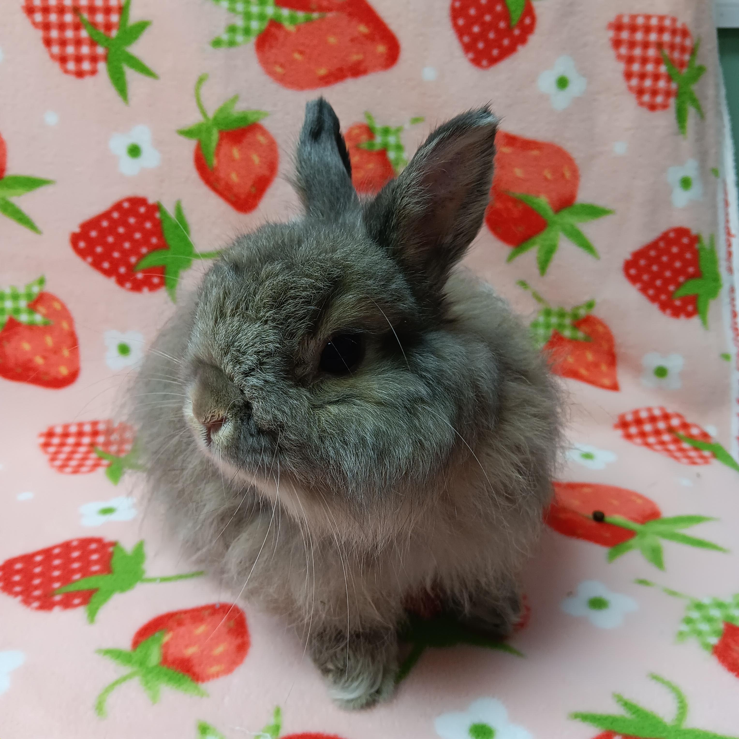 Enlarge Ram, a Adoptable Bunny Rabbit in Harrisburg, PA image 4/4