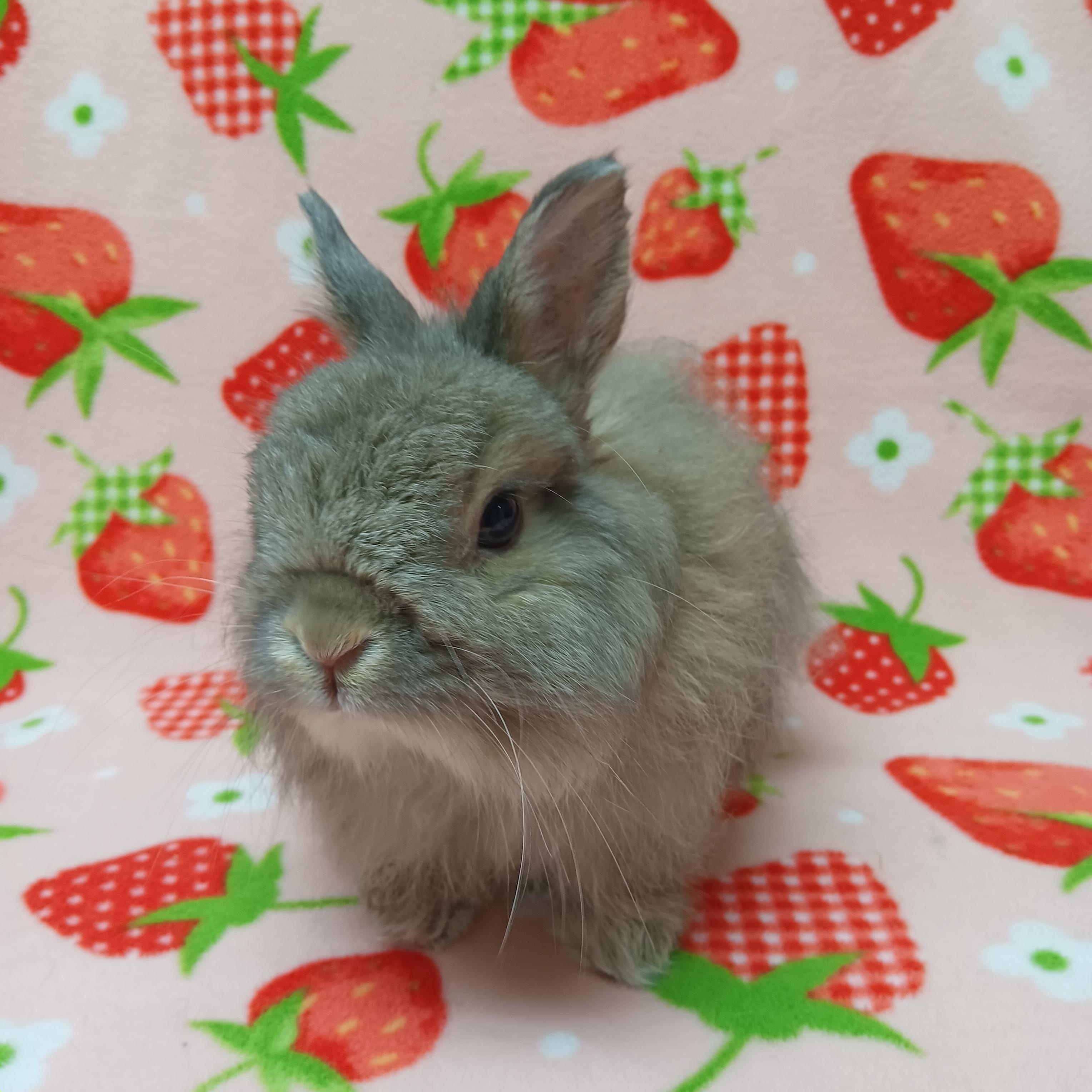 Enlarge Ram, a Adoptable Bunny Rabbit in Harrisburg, PA image 3/4