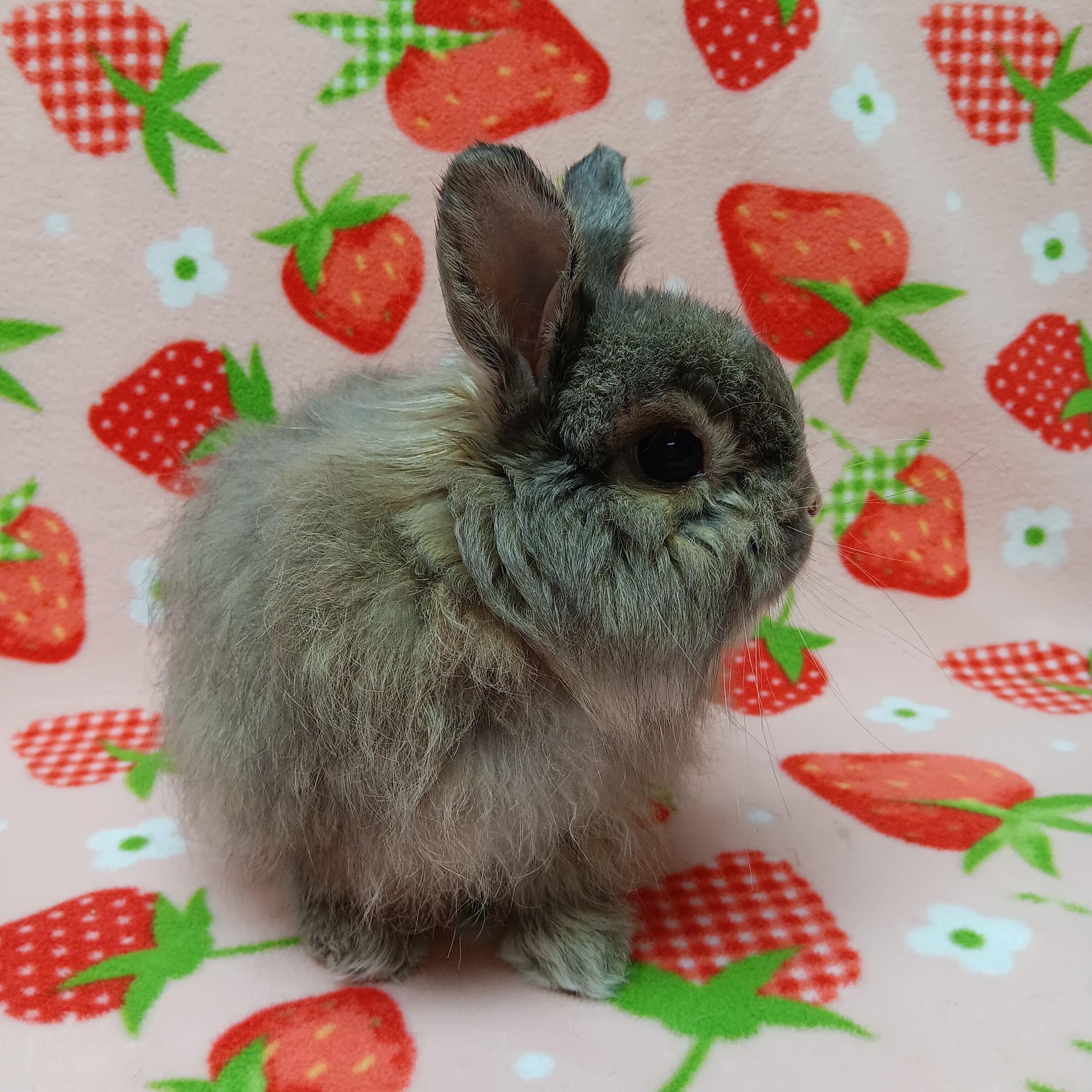 Enlarge Ram, a Adoptable Bunny Rabbit in Harrisburg, PA image 2/4