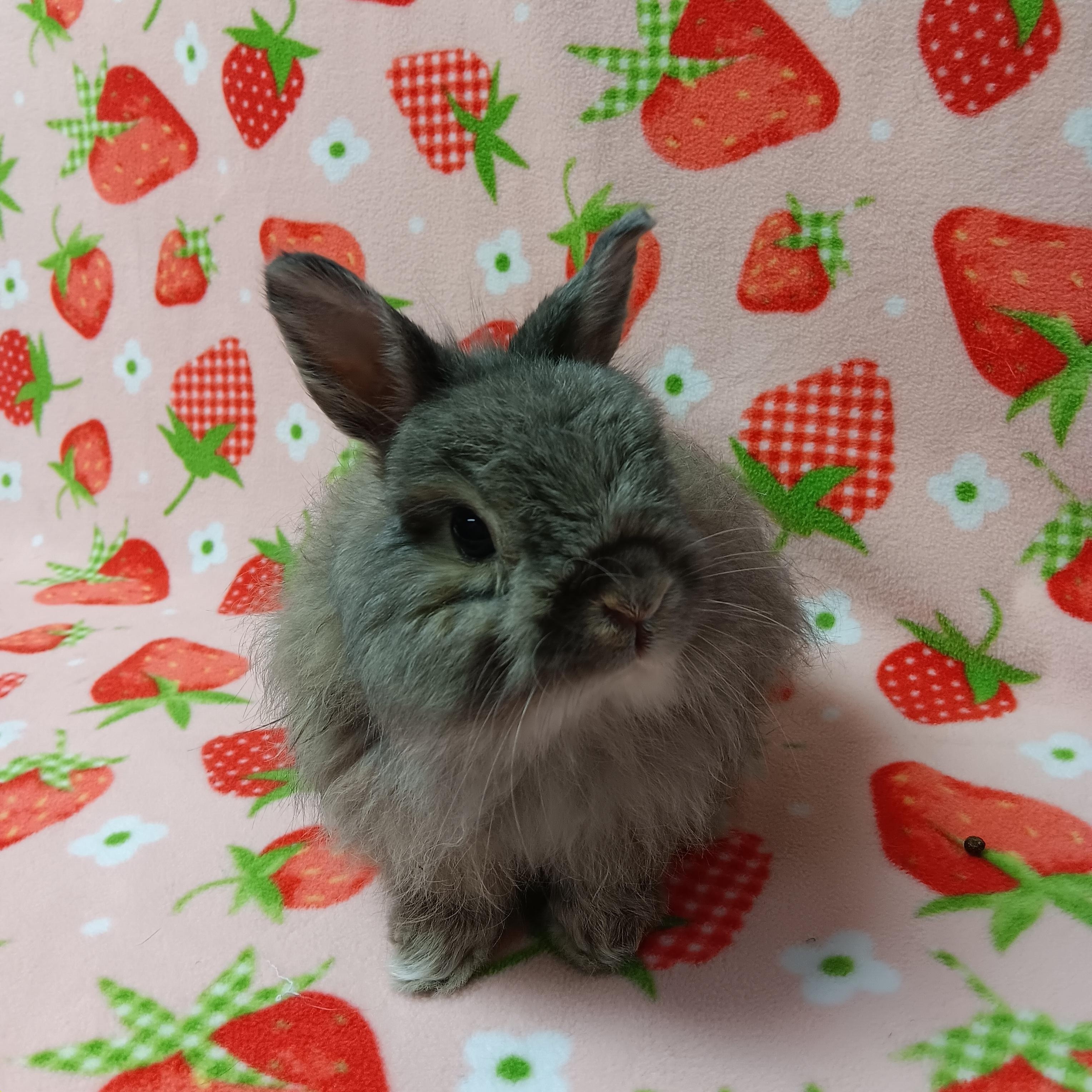 Ram, Adoptable, Senior Male Bunny Rabbit.