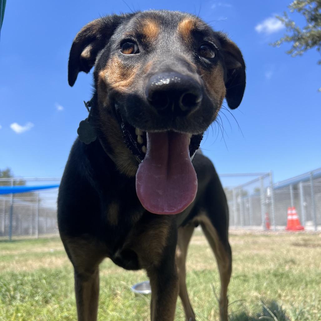 Ryker (Cailou), a Adoptable mixed breed in Corpus Christi, TX image 1/6