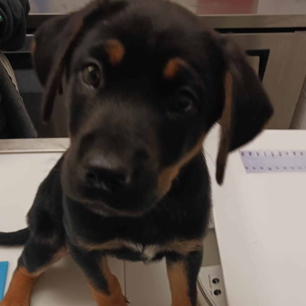 Ryker (Cailou), a Adoptable mixed breed in Corpus Christi, TX image 2/6