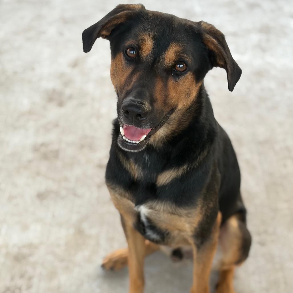 Ryker (Cailou), Adoptable, Adult Male Rottweiler.