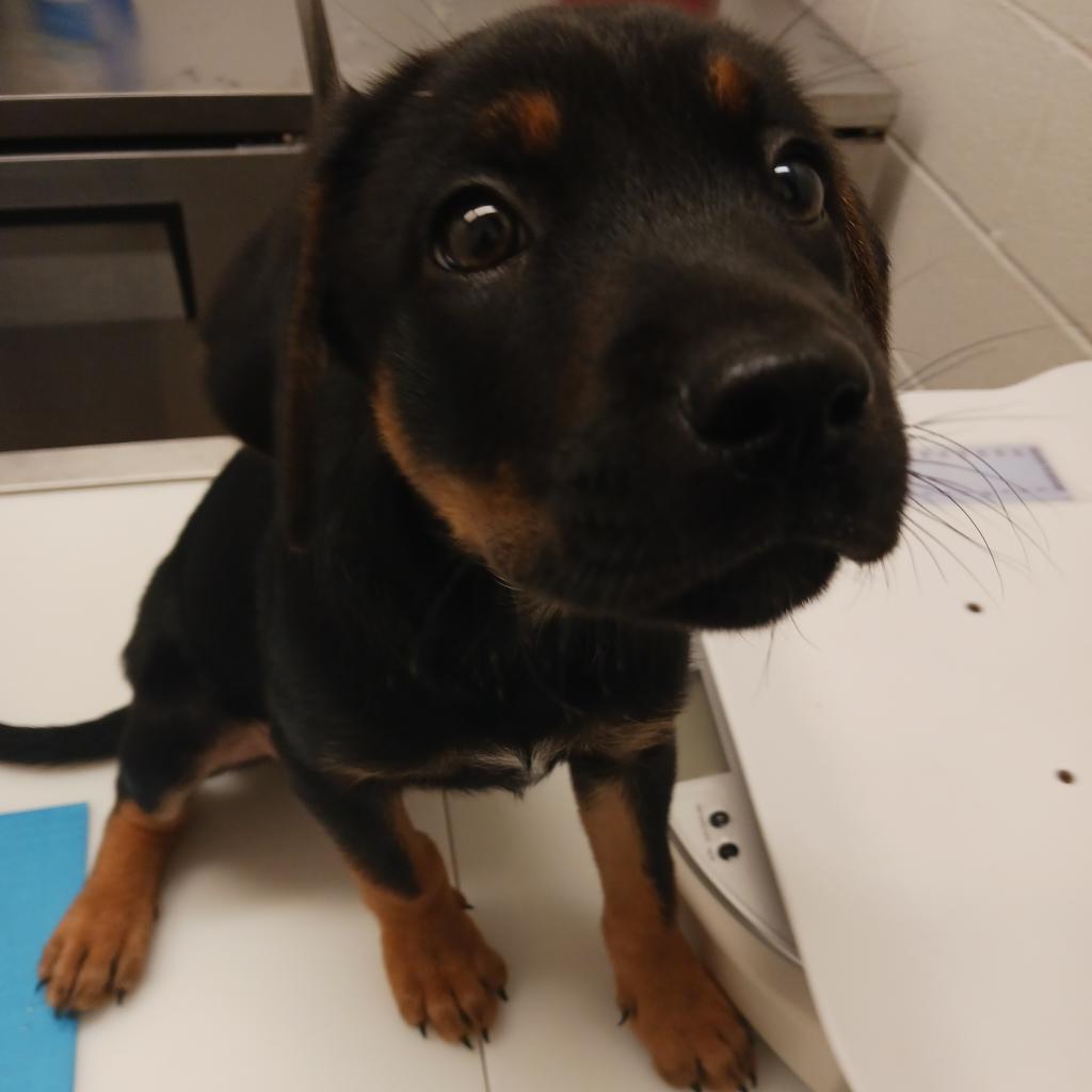 Ryker (Cailou), a Adoptable mixed breed in Corpus Christi, TX image 4/6